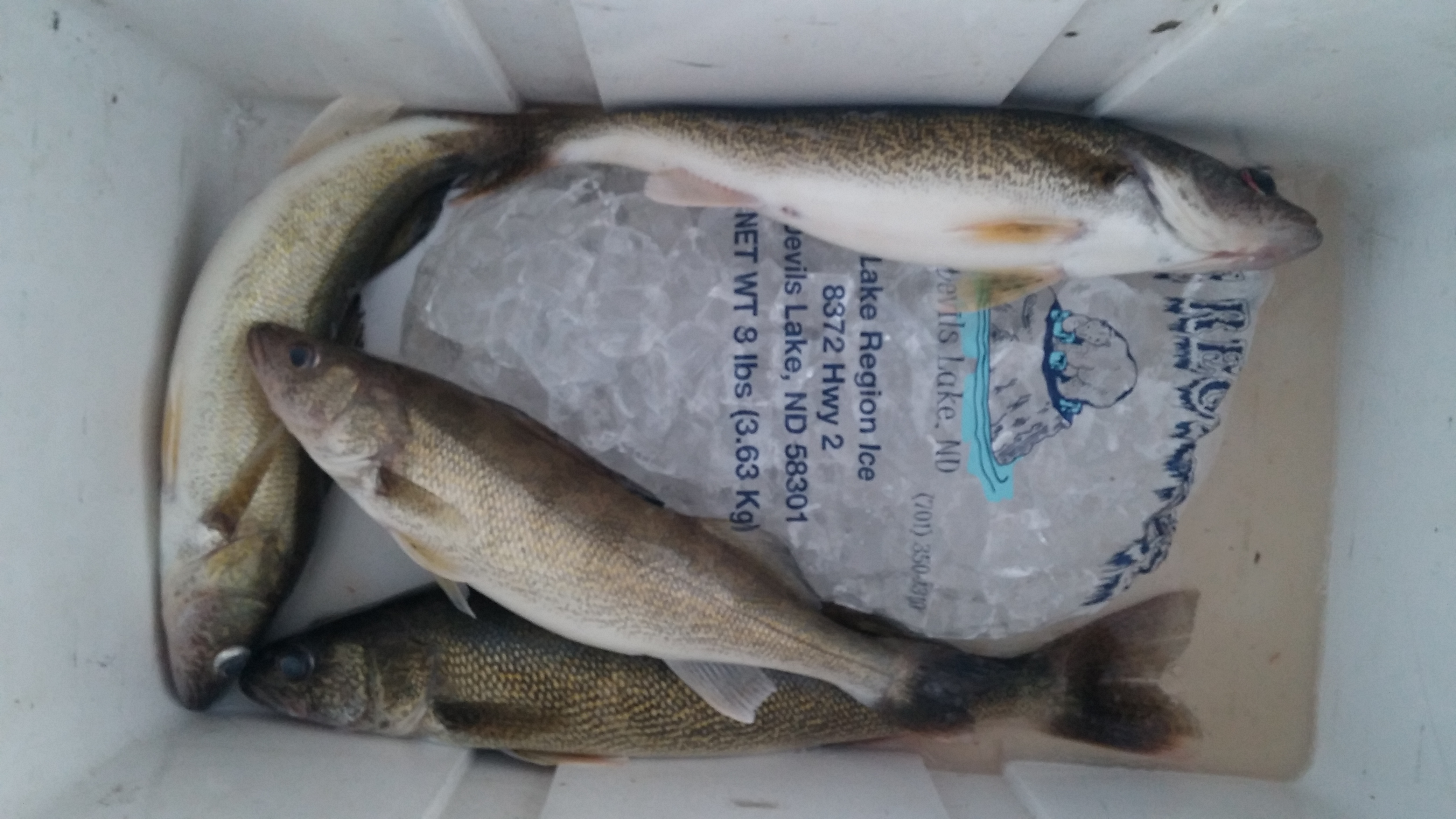 20160828_202540(1) Devils Lake Fishing Report