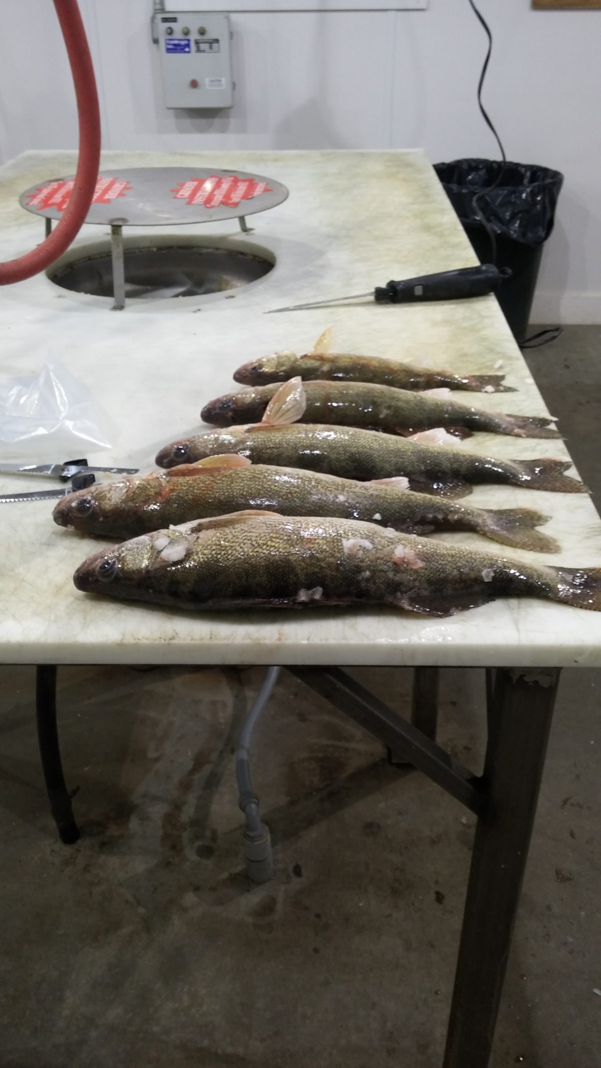 Announcement We’ve Been Anxiously Awaiting!! – Devils Lake Fishing Report