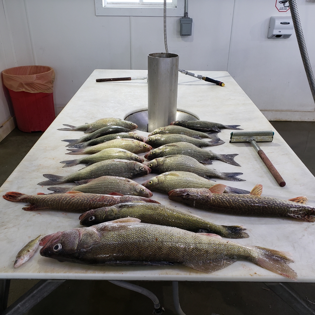 Monday Weekly Fishing Report: May 16th, 2022 – Devils Lake Fishing