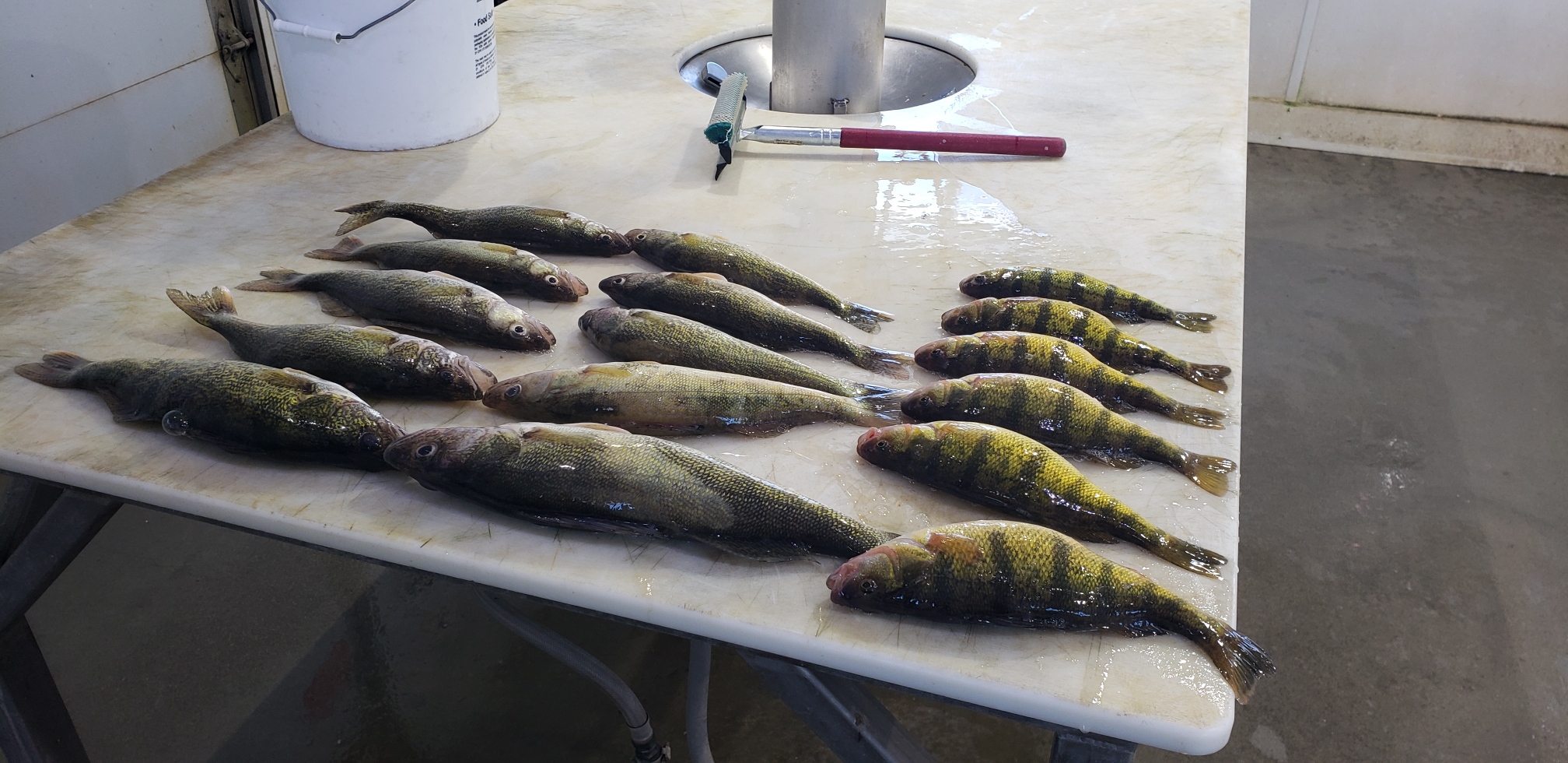 Wednesday Ice Report! – Devils Lake Fishing Report