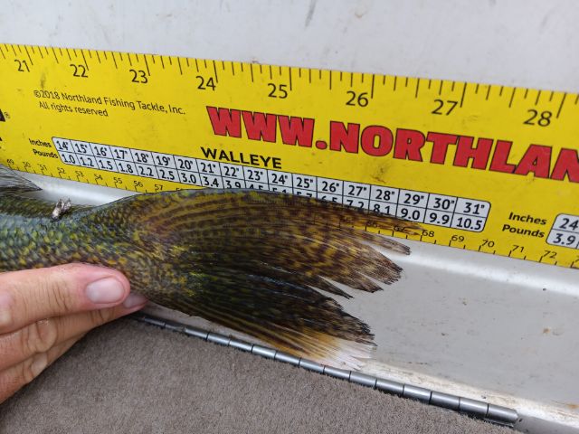 Limit and a Big Girl! – Devils Lake Fishing Report