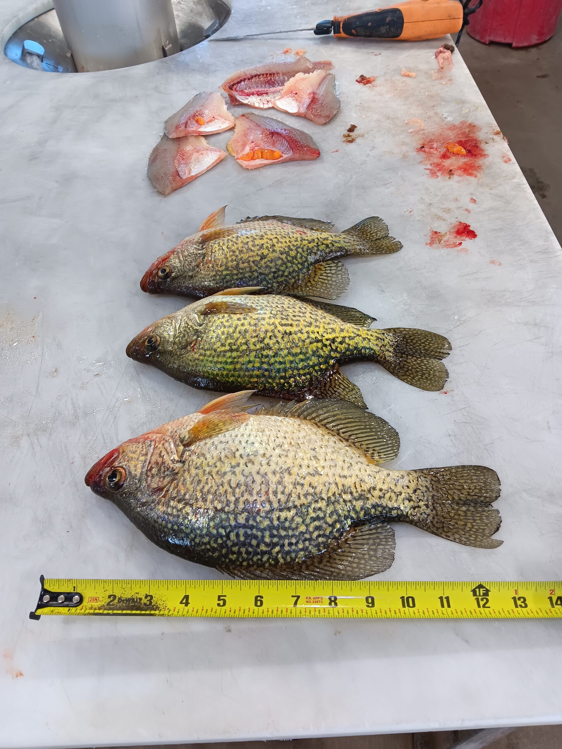 Sunday FUNday!! – Devils Lake Fishing Report