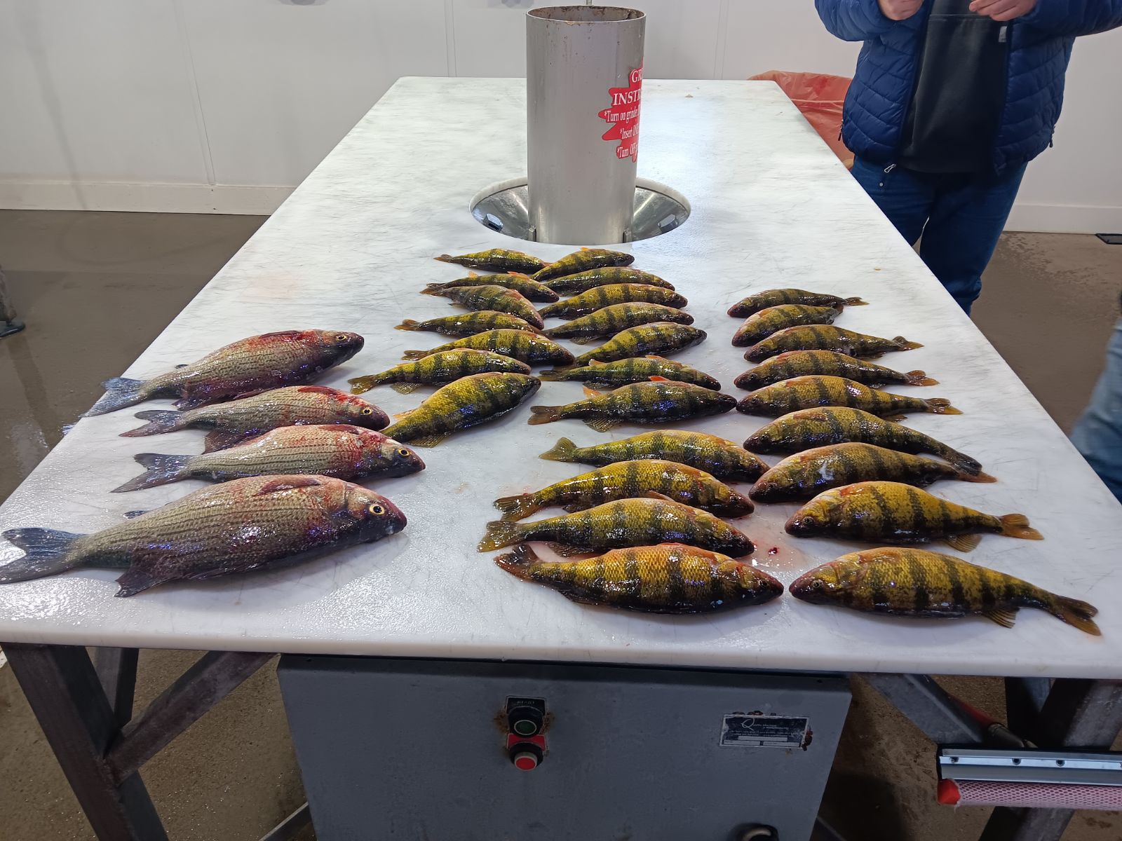 Wednesday Ice Conditions Jan 3 2024 Devils Lake Fishing Report   1 3 24 3 