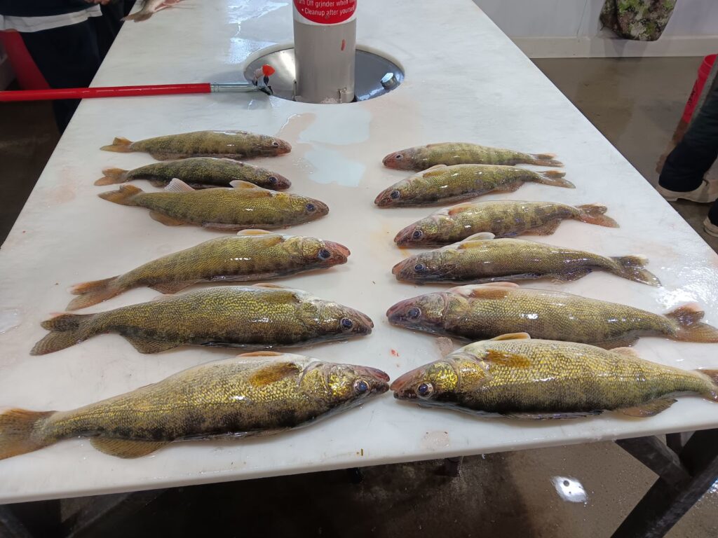 Sunday Walleye Funday Devils Lake Fishing Report   Jan 21 2024 1 1024x768 