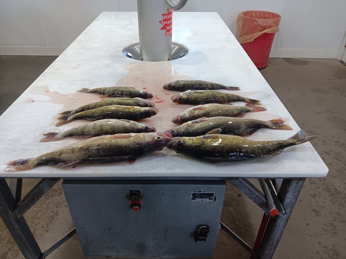 Wednesday Weekly Ice Conditions Jan 24 2024 Devils Lake Fishing Report   Jan 24 2024 1 