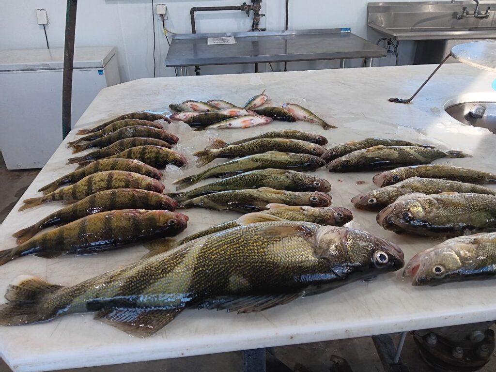 Saturday's Report!! Fishing Tourney Edition – Devils Lake Fishing