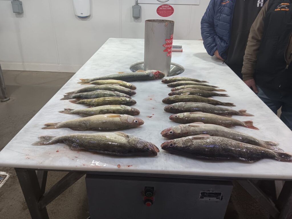 Walleye S Just Needed 1 Devils Lake Fishing Report   Jan 4 2024 2 1024x768 