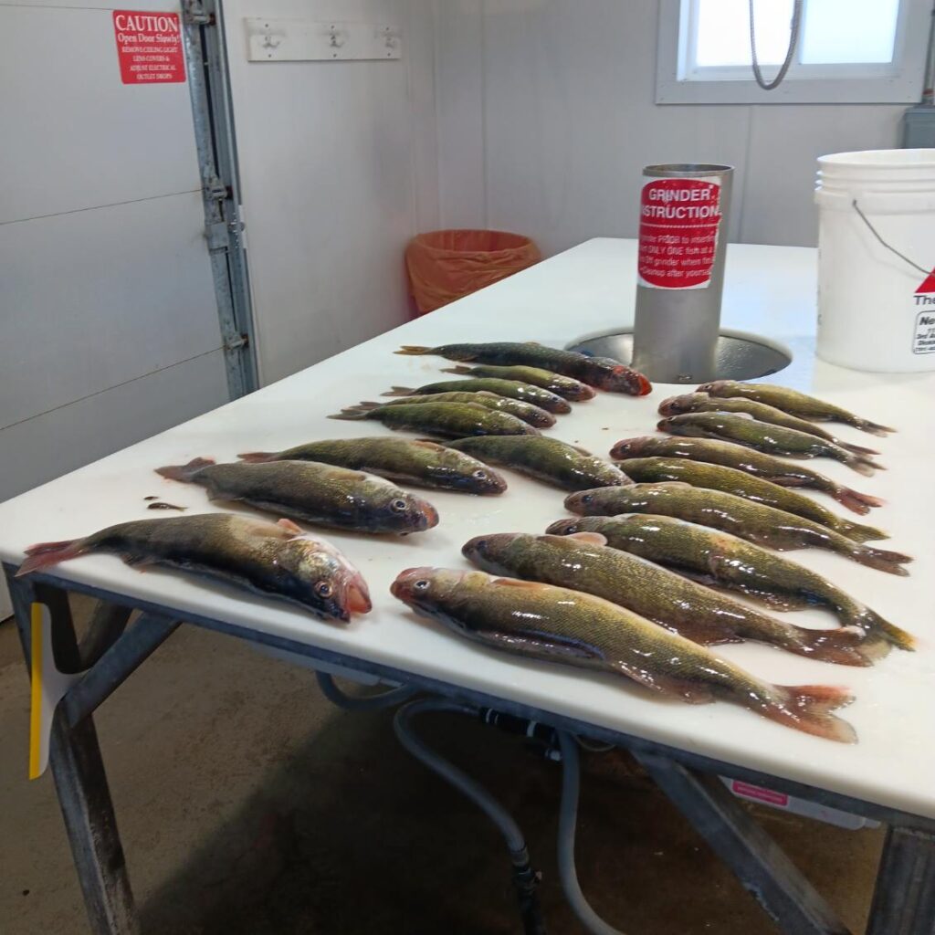 Saturday Smackdown! – Devils Lake Fishing Report